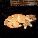 cheetahgirlreject avatar