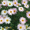 chemical-aura avatar