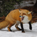 chemicalburns avatar