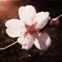 cherry-trees-and-snow avatar