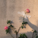 cherrycolalite avatar