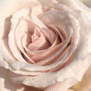 cherryred-xoxo avatar