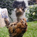 cherrywinethechicken avatar