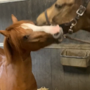 chestnuthorse avatar