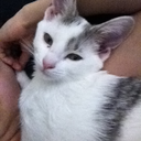 chibicheeberson avatar