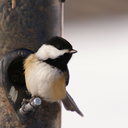 chickadee-chick avatar