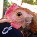 chicken-beebs avatar