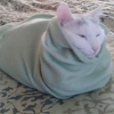 chickenapologist avatar