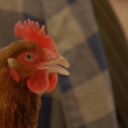 chickenharrie avatar