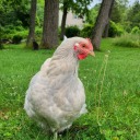 chickens-at-the-point avatar