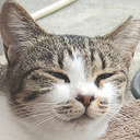 chico-and-chome avatar