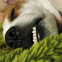 chief-student-angel avatar