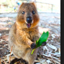 chiefbreadstarfish avatar