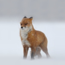 child-of-sunshine avatar