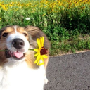 chin-upp-buttercupp avatar