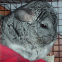 chinchilla avatar