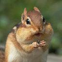 chipmunksymphony avatar