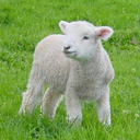 chiquita-mussan avatar