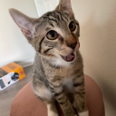 chiquitafajita avatar