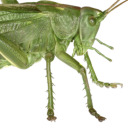 chirpingchorus avatar