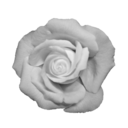 chlorinekissed avatar