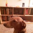 chocolate-collection-hologram avatar