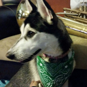 chocolate-covered-cherries avatar