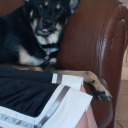 chocolatefrosting5678 avatar