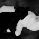 chocomilkshake159 avatar