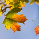 choicesaugust2025 avatar