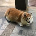 chonkycorgi826 avatar