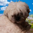 choochoobeetle avatar