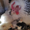 chooksnchicks avatar