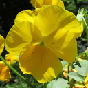 choosehopefortheanimals avatar