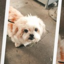 choppedflowertragedy avatar