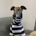 choppedlambchops avatar