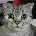 chrazycatlady avatar