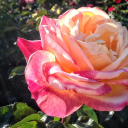 chrissyroseomo avatar