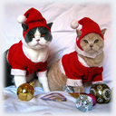 christmascats avatar