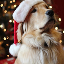 christmasiscooooming avatar