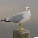 christopher-seagull avatar