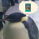 chromadarling avatar