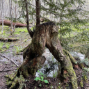 chronicallypunctual avatar