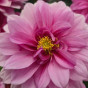 chronicallyspoonie avatar