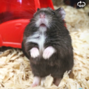 chronos-world avatar