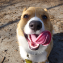 chubbythecorgi avatar