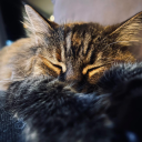 chupaneverlande avatar