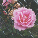 cielito-lindo avatar