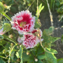 cigarettesaftersmut avatar