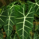 ciggarettesandcoffeestains avatar